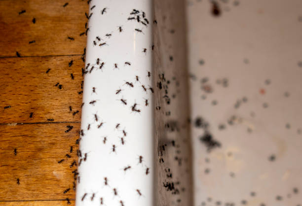 Best Wildlife Control Services  in Pine Lakes, FL