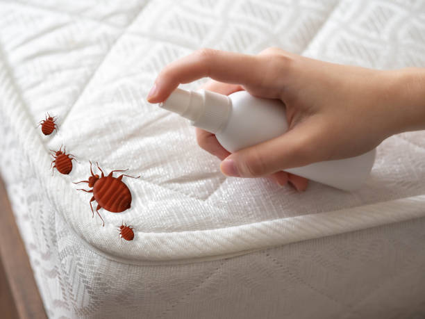 Best Ant Control Services  in Pine Lakes, FL