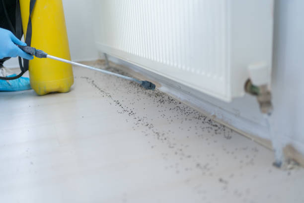 Best Wasp Removal Services  in Pine Lakes, FL